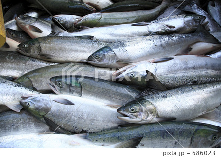 サケの水揚げ 686023