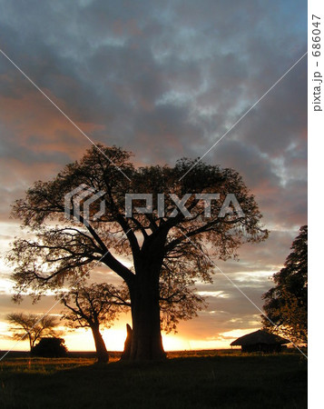 夕日に映えるバオバブのシルエット 夕日に映えるバオバブのシルエット 686047