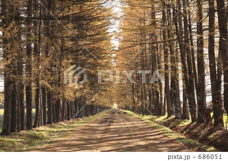 カラマツ並木道 686051