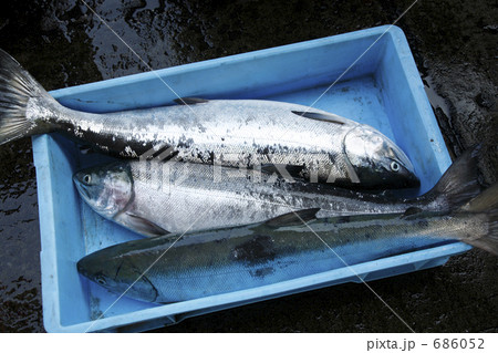 サケの水揚げ 686052