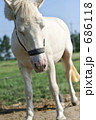 ポニー 686118