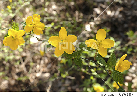 ヤマブキ ヤマブキ 686187