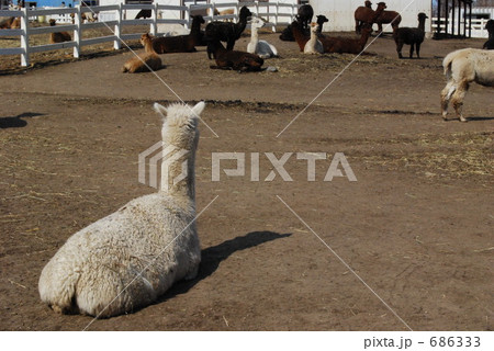 アルパカの哀愁 アルパカの哀愁 686333