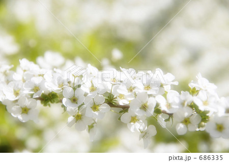 ユキヤナギ 686335