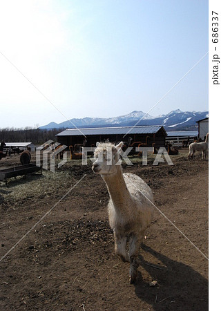 アルパカと那須連山 686337