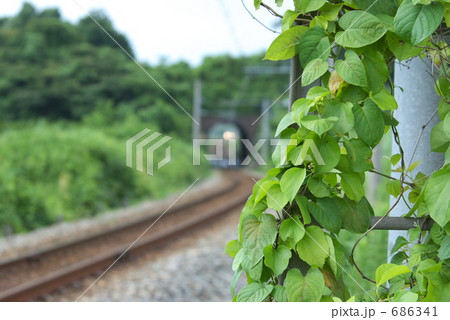 七尾線宝達川トンネル、生い茂るツタ 686341