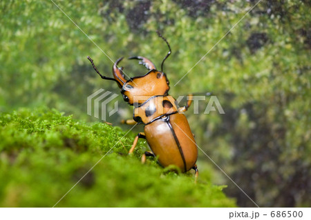 メンガタクワガタ メンガタクワガタ 686500