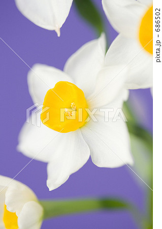 スイセンの花 スイセンの花 686502