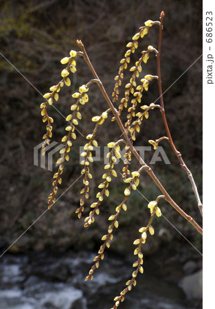 キブシの花 686523