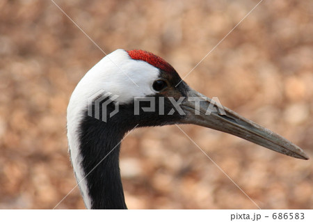 タンチョウヅル タンチョウヅル 686583