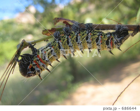 毛虫 毛虫 686644