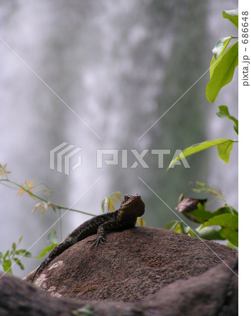 世界三大瀑布イグアスの滝にたたずむトカゲ 686648