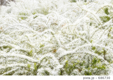 ユキヤナギ 686730