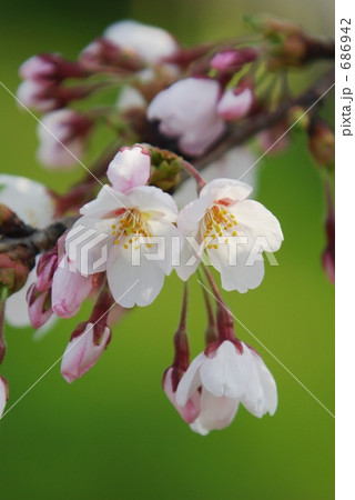 二輪の桜の写真素材
