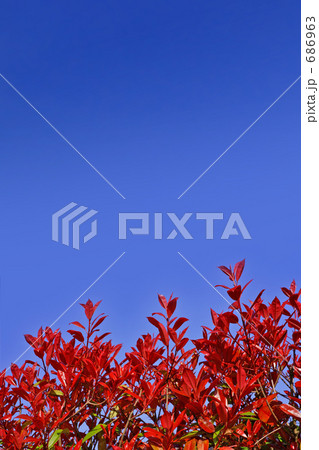 深紅の若葉/レッドロビン 686963