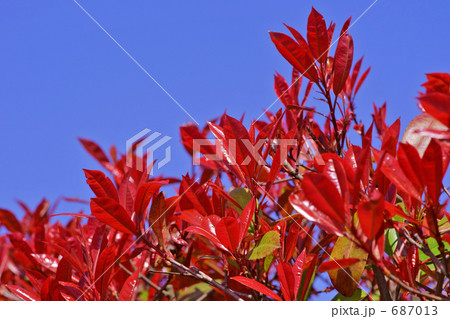 深紅の若葉　レッドロビン 687013