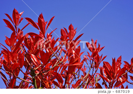 深紅の若葉　レッドロビン 687019