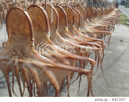 干しダコ２ 687207