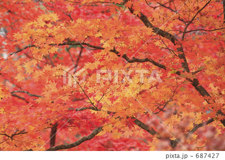 紅葉 687427