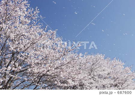 サクラチル サクラチル 687600