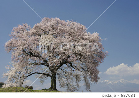 わに塚の桜と八ヶ岳 わに塚の桜と八ヶ岳 687631