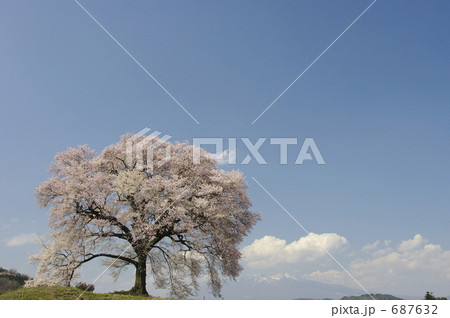 わに塚の桜と八ヶ岳 687632