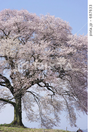 わに塚の桜 687633
