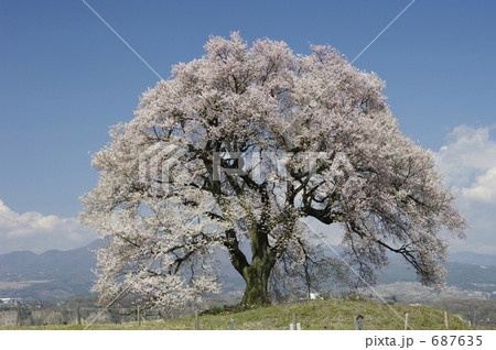 わに塚の桜 わに塚の桜 687635
