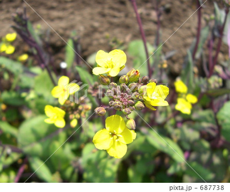 紅菜苔の花 687738