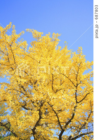 イチョウ 687803