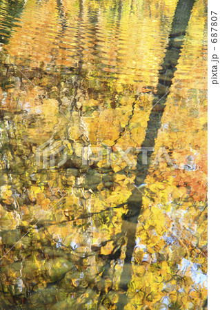 水面に映る黄葉 687807