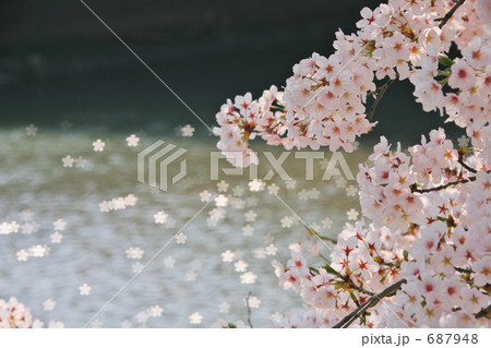 点光源桜ボケ 687948