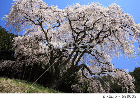 乙ヶ妻のしだれ桜 乙ヶ妻のしだれ桜 688005