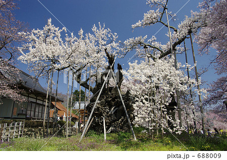 神代桜 神代桜 688009