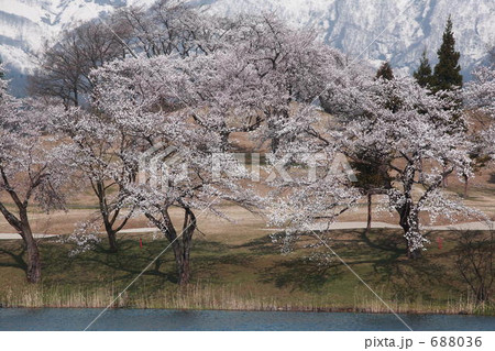 松ヶ峰の桜 松ヶ峰の桜 688036