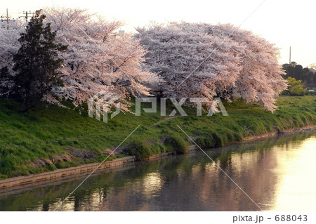 元荒川の桜 元荒川の桜 688043