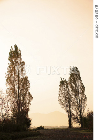ポプラのシルエット ポプラのシルエット 688079