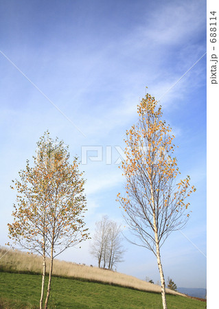 紅葉した木々 688114