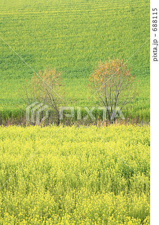 キカラシ畑  688115