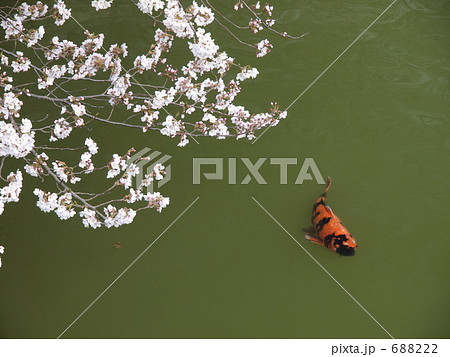 鯉と桜 688222