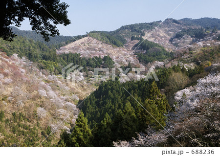 吉野中千本の桜 688236