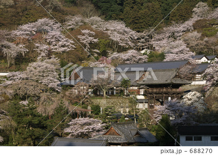 長谷寺の桜 長谷寺の桜 688270