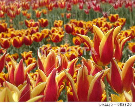 チューリップ畑 688326