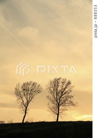 パフィーの木 688353