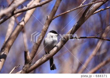 ハシブトガラ ハシブトガラ 688371