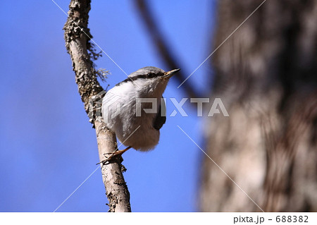 ゴジュウカラ ゴジュウカラ 688382