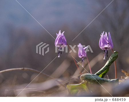 かたくりの花 かたくりの花 688459