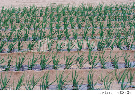 1月中旬の玉葱畑 1月中旬の玉葱畑 688506