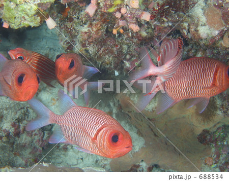 石垣島アカマツカサの群れ 石垣島アカマツカサの群れ 688534
