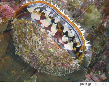 石垣島のシャコ貝 688536